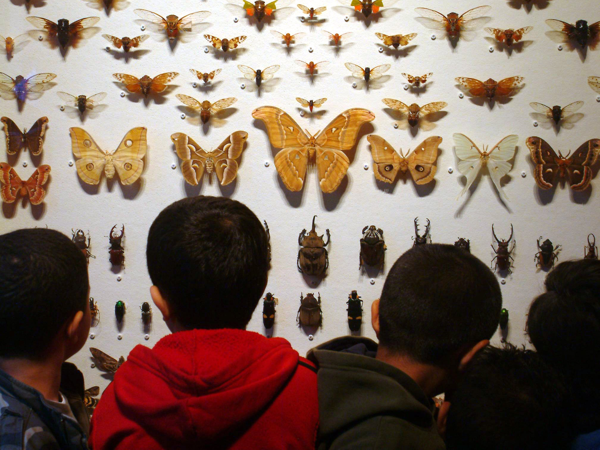 Kids in front of a wall of insects