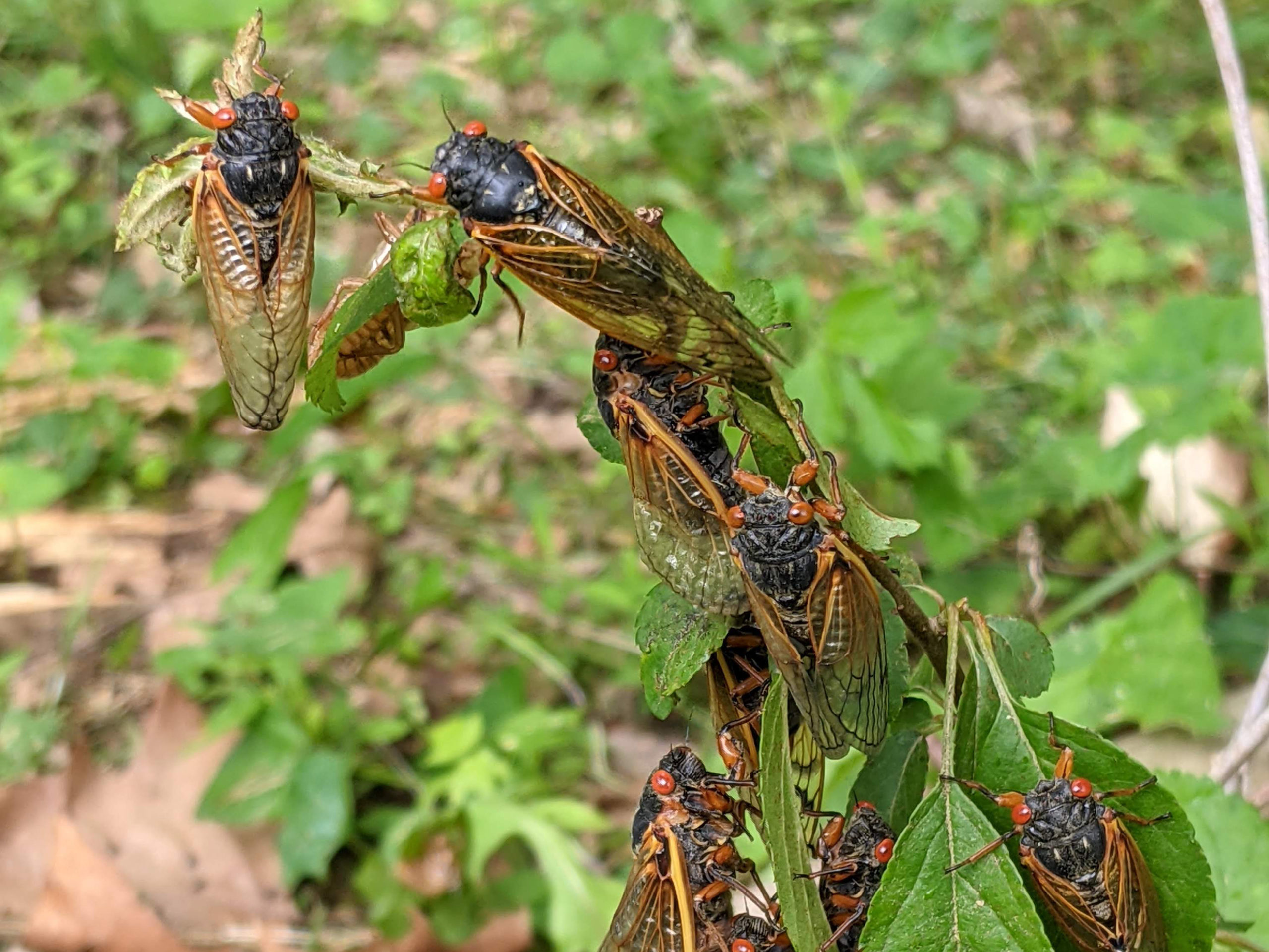 A handful of adult cicadas, black with red eyes, on a small branch.