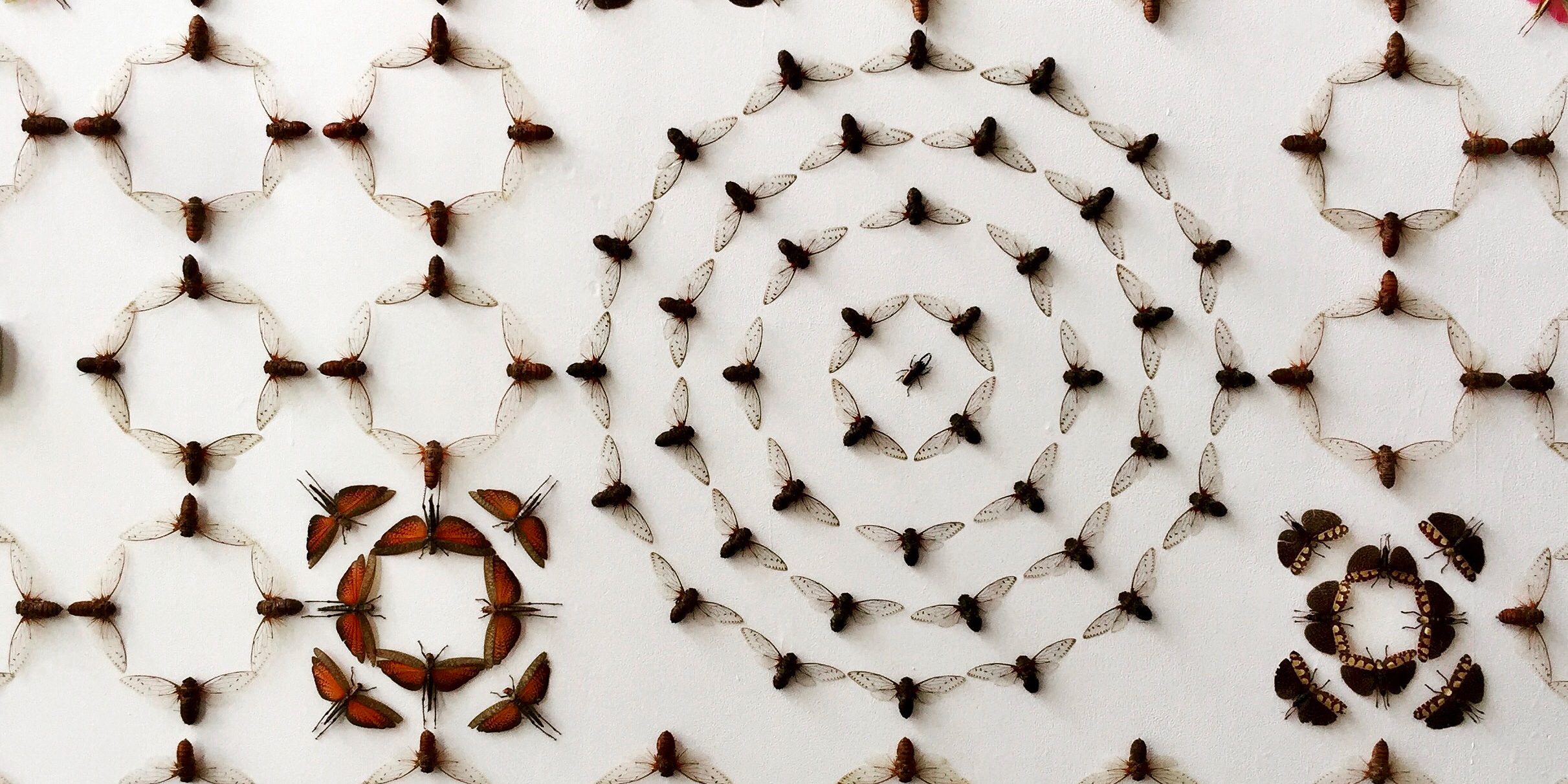 Cicadas pinned onto a white background in intricate geometric designs.