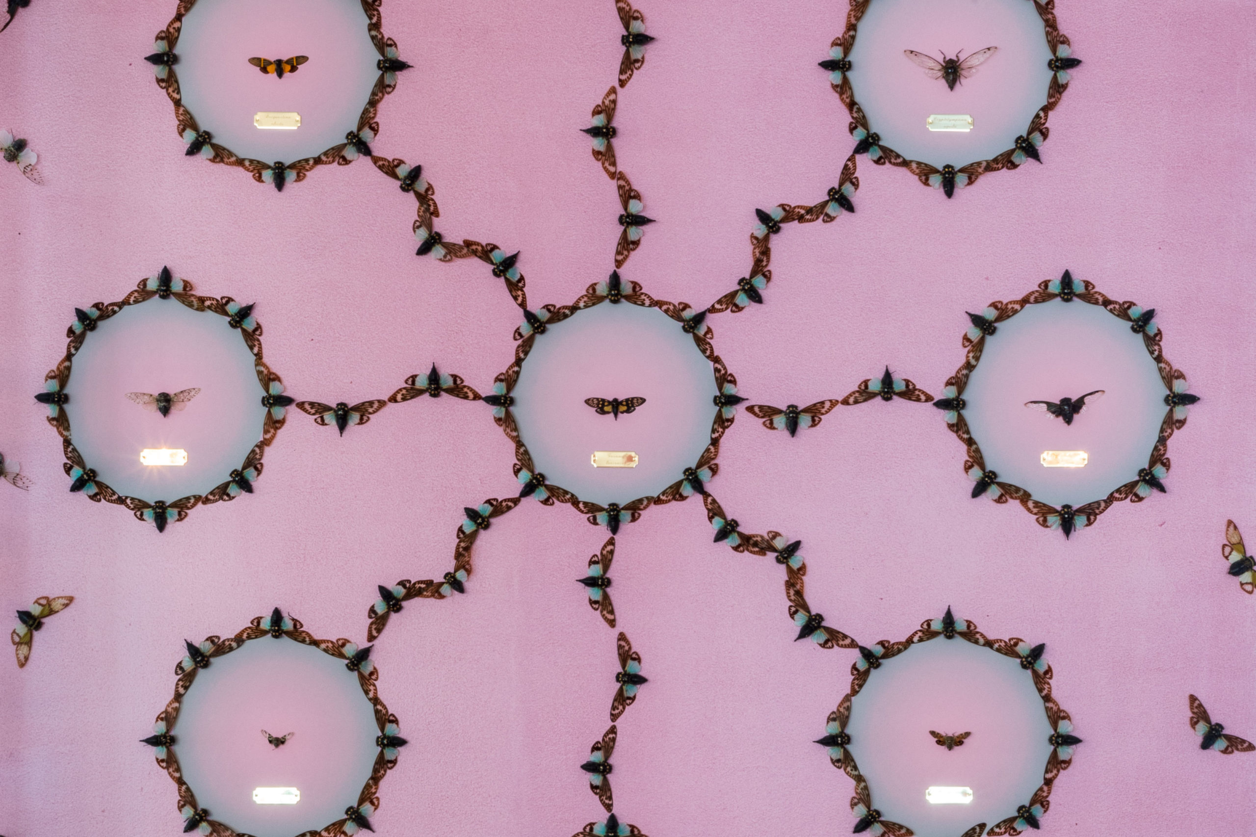 Geometric patterns made by pinning cicadas to a pink wall