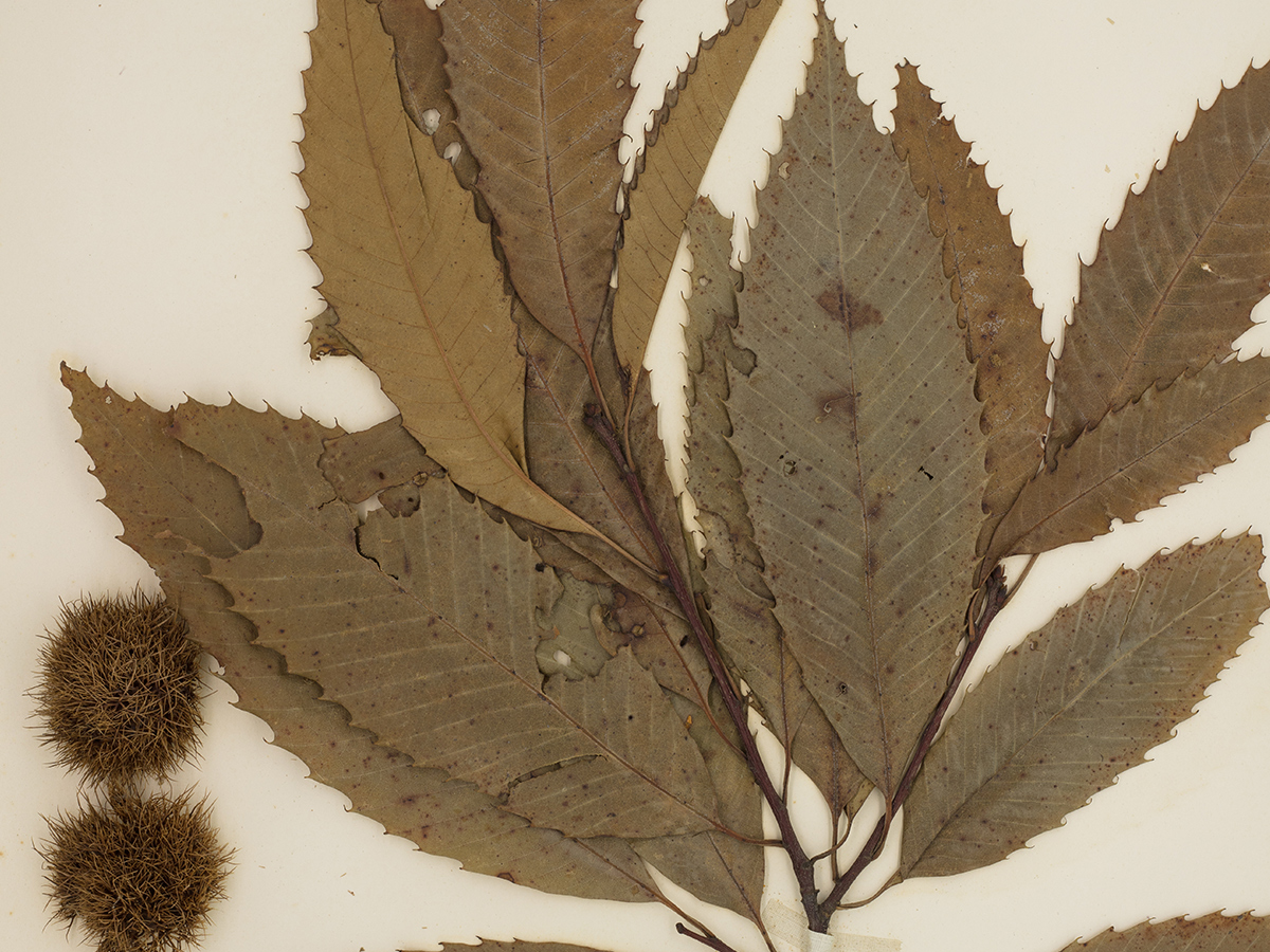 dried leaves on paper from an American chestnut tree