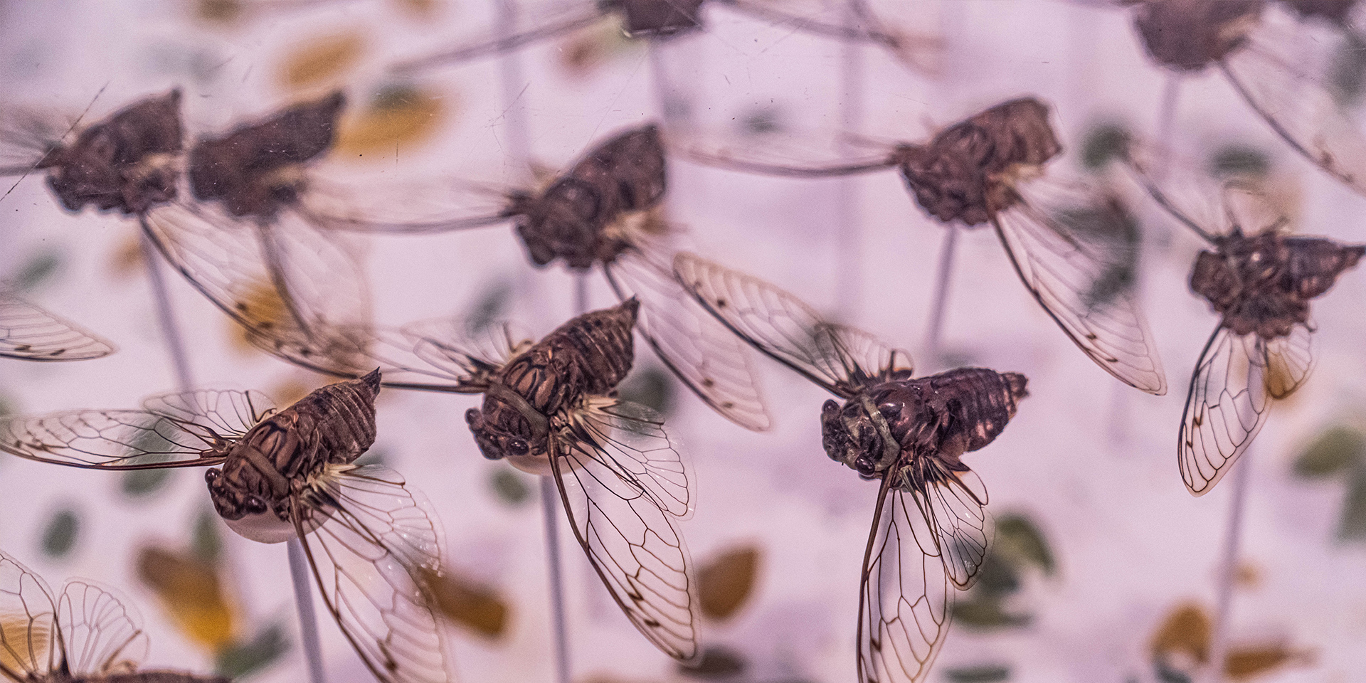 Close up of a swarm of cicadas pinned to a patterned table
