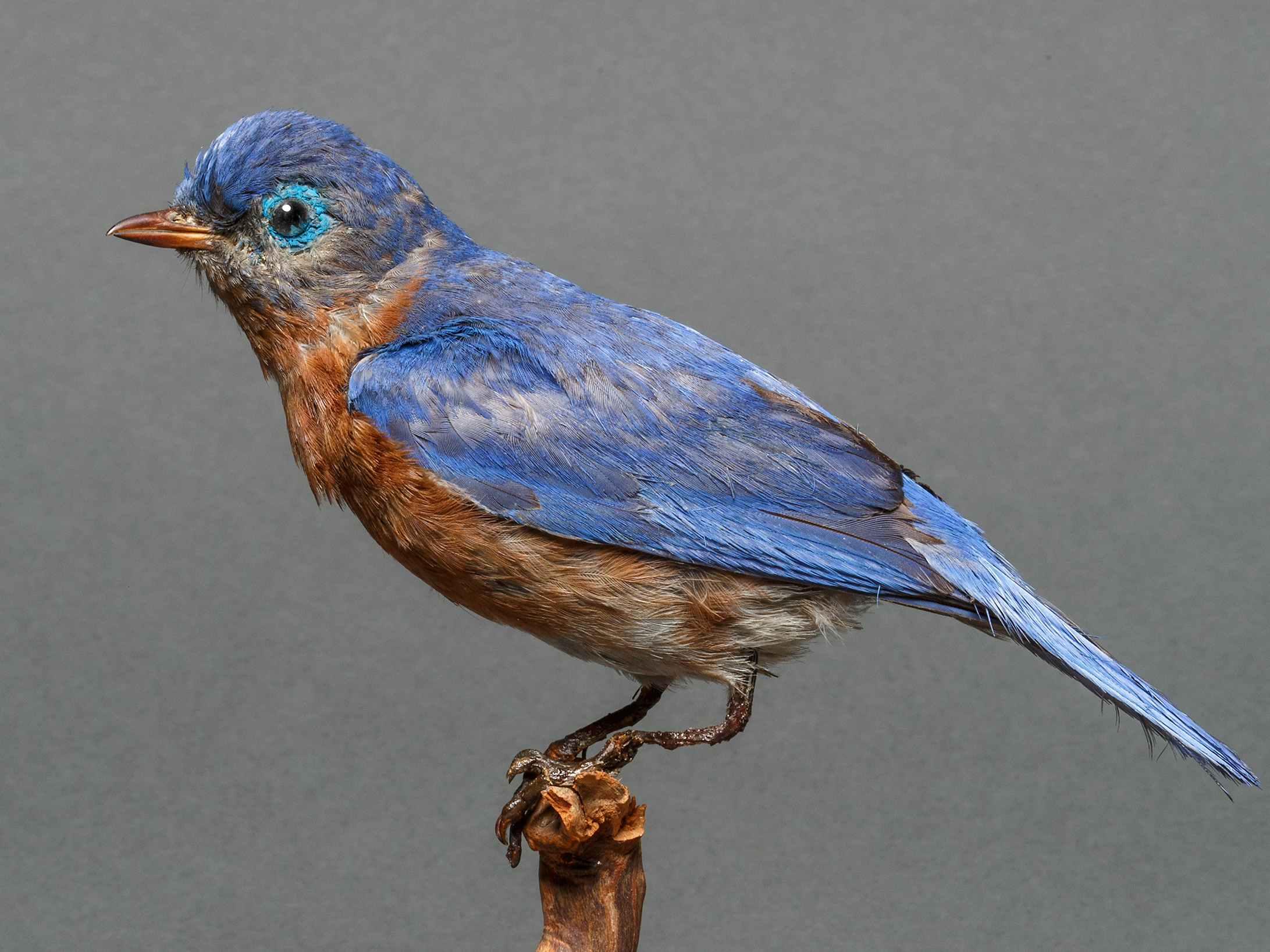 A photograph of a taxidermy bluebird perched on a branch with a grey background