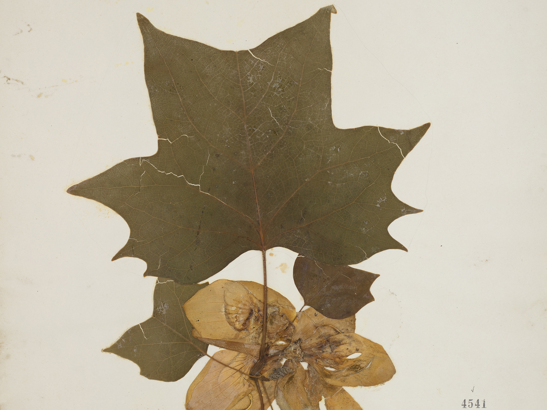 Herbarium specimen of a tulip poplar leaf