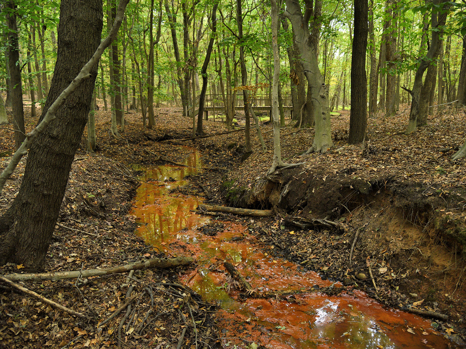A rust colored creek running through a forest