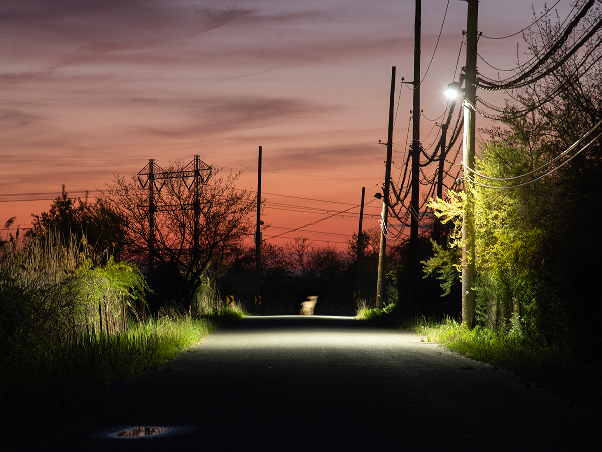 A photograph of a deer standing the the middle of a quiet suburban road surrounded by greenery and street lights