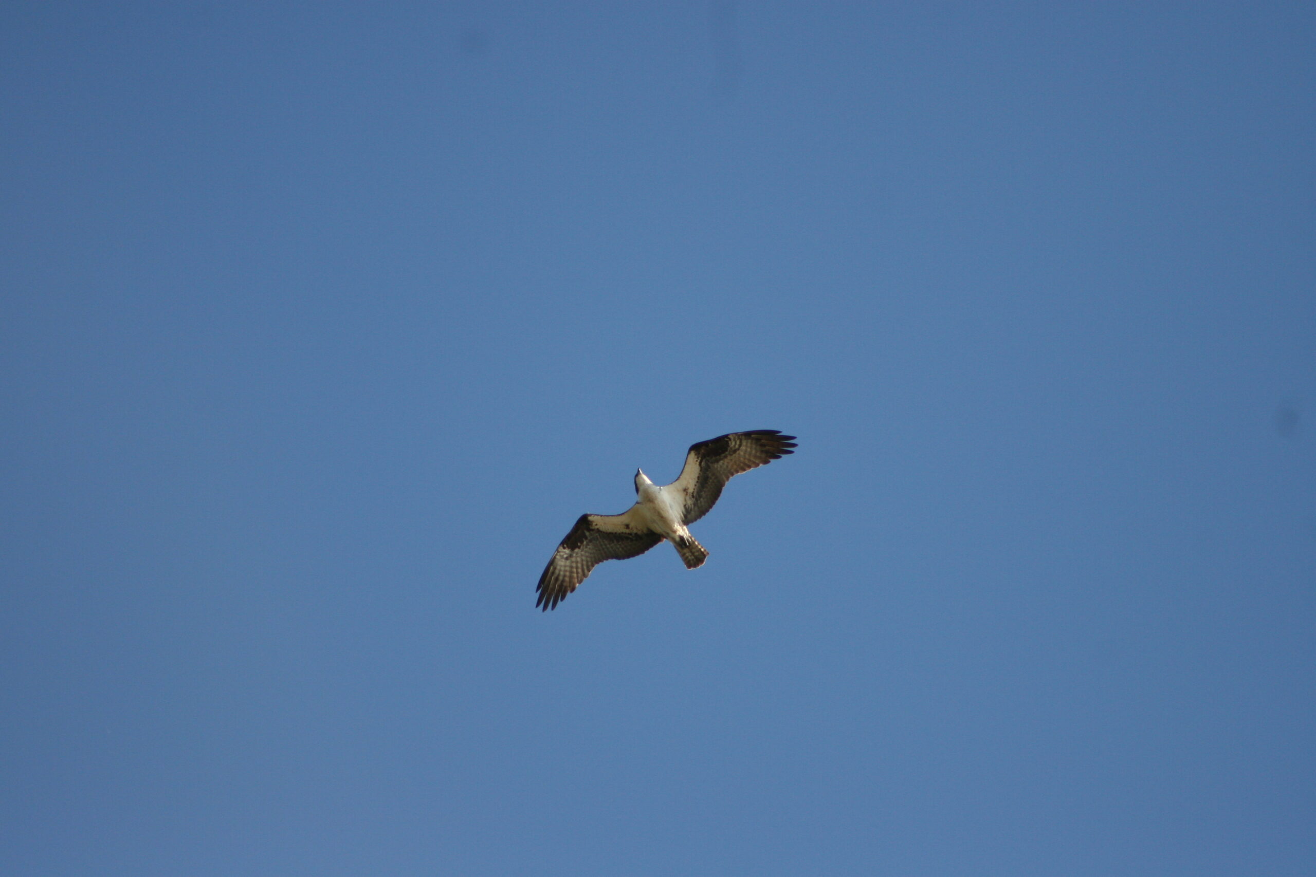 A bird soaring through a blue sky