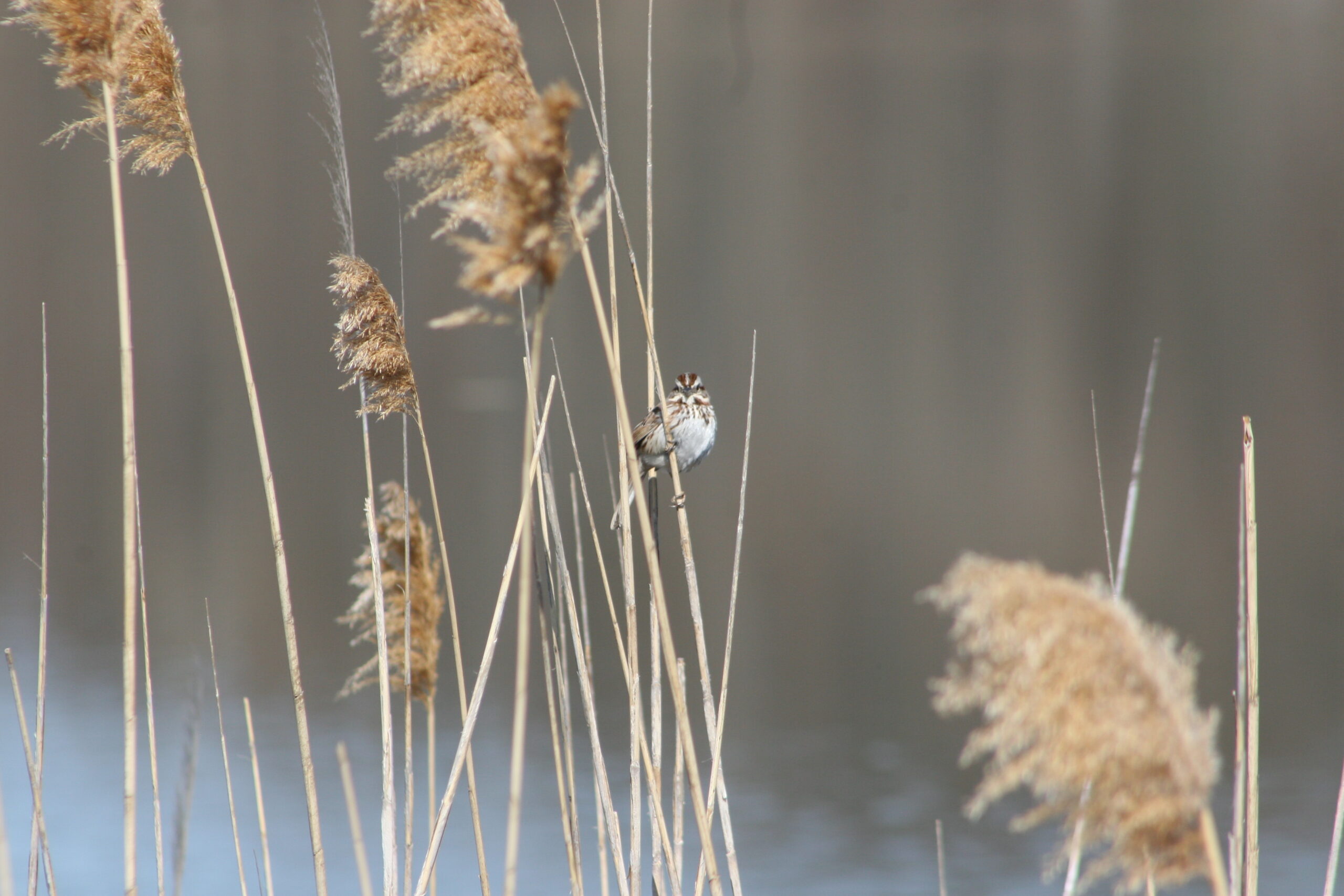 Small bird sitting on a reed.