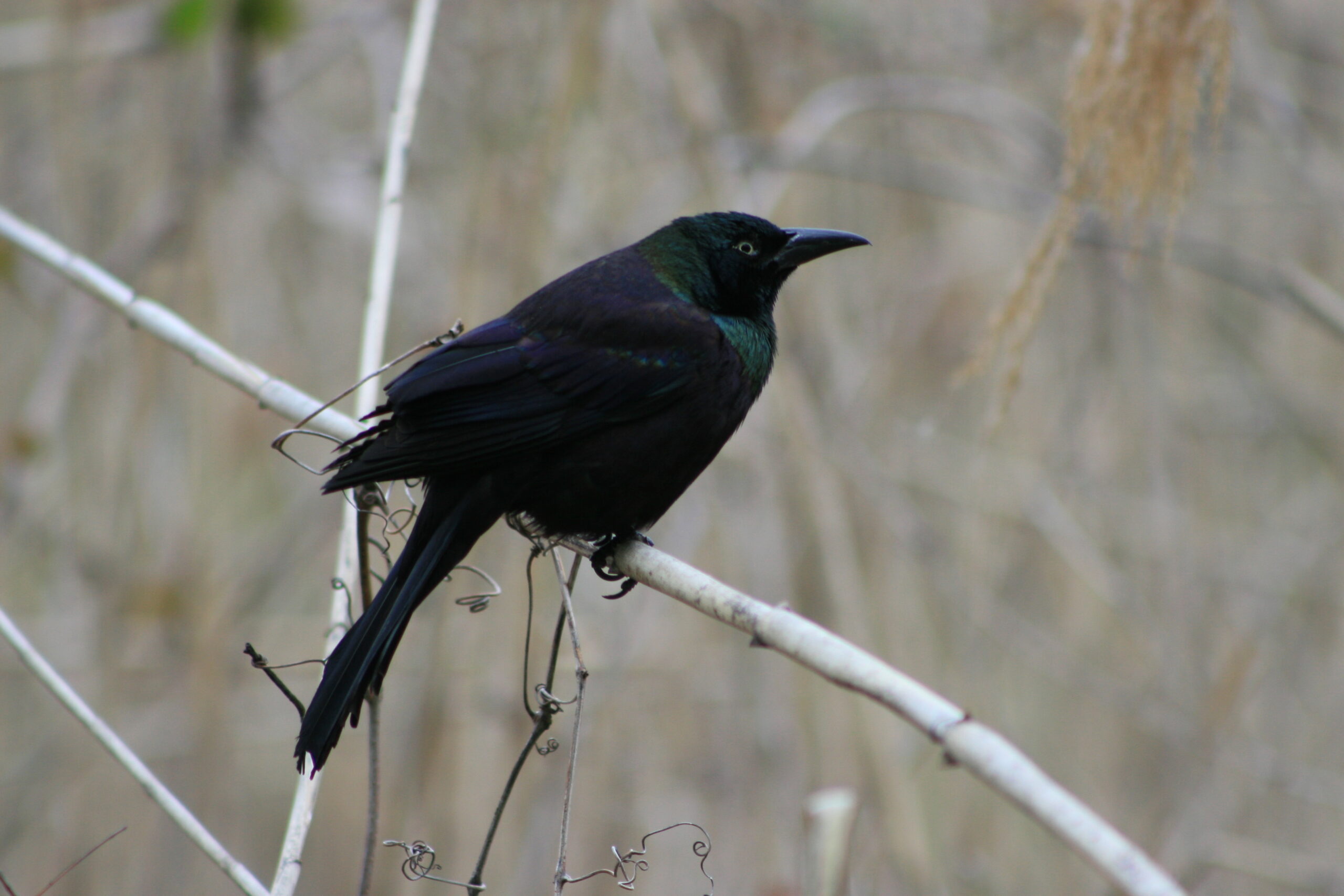 An iridescent black bird sitting on a small white branch
