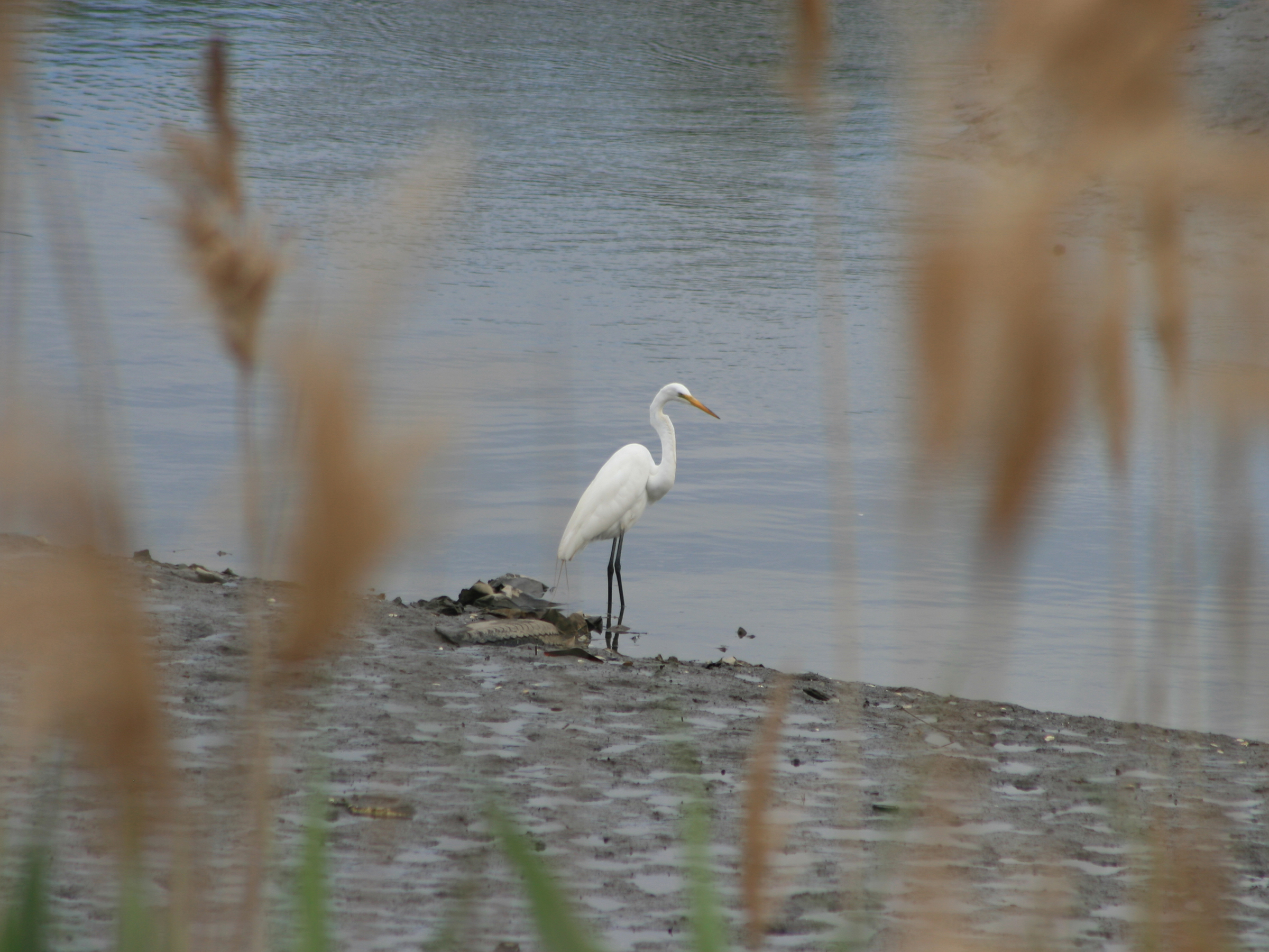 A Great Egret standing on the shore line