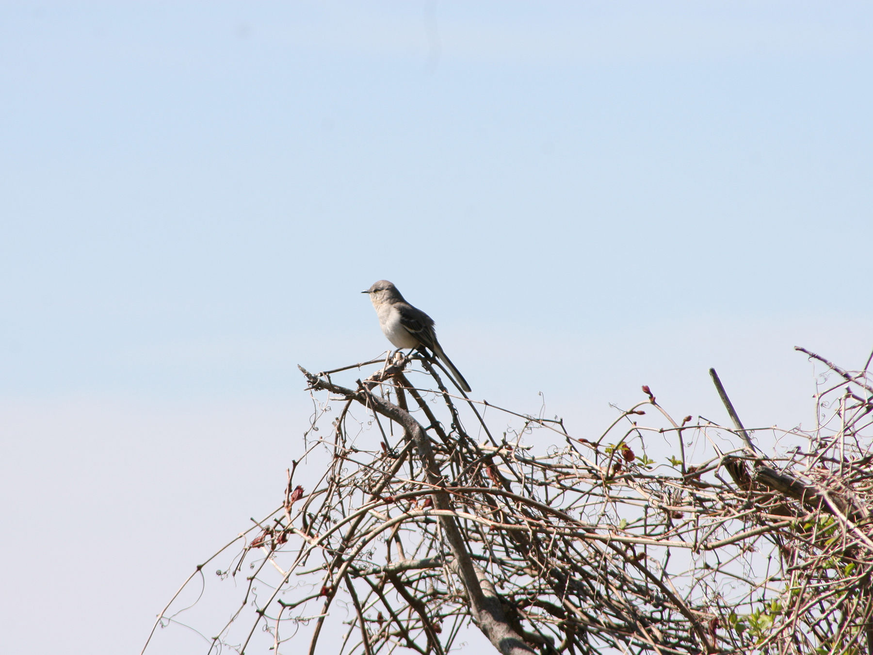 A mockingbird perched on a pile of branches