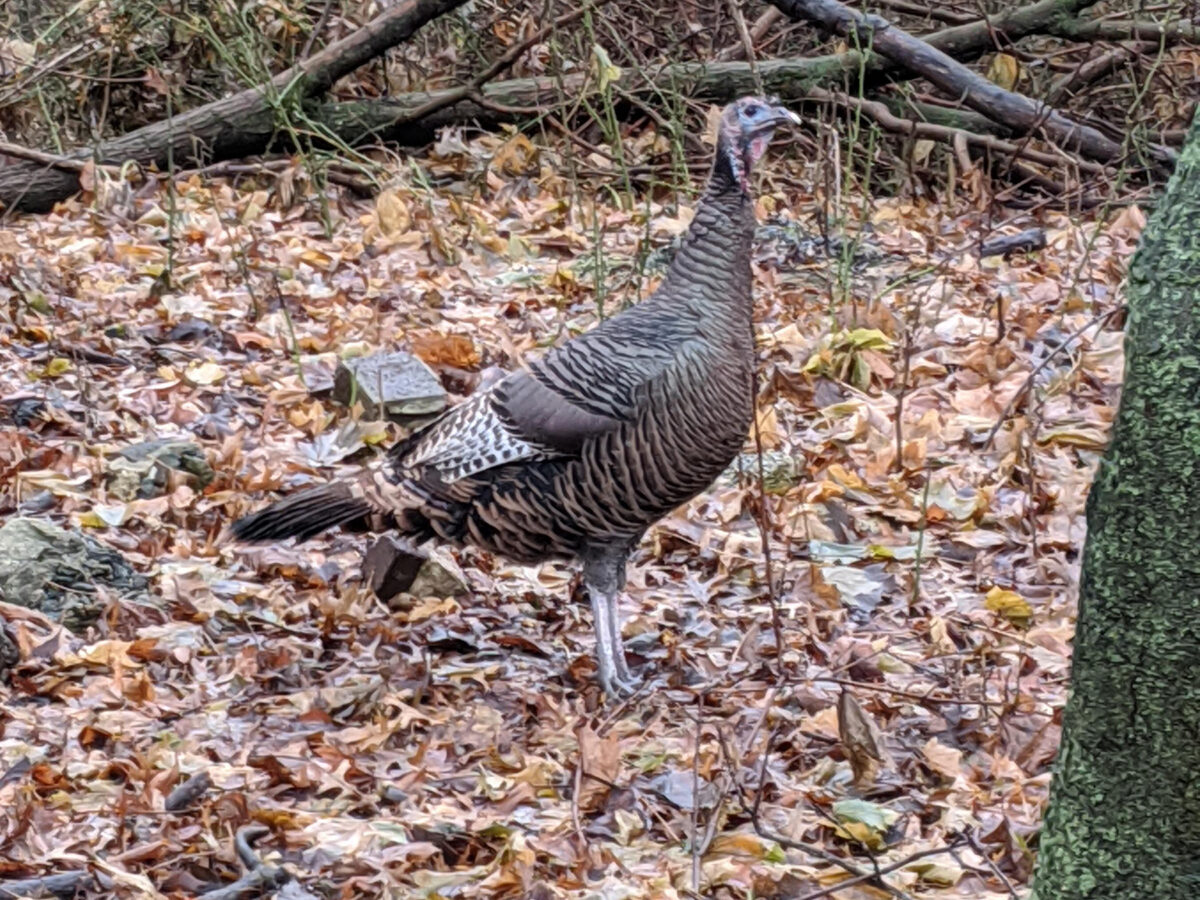 A turkey in the woods among fallen leaves
