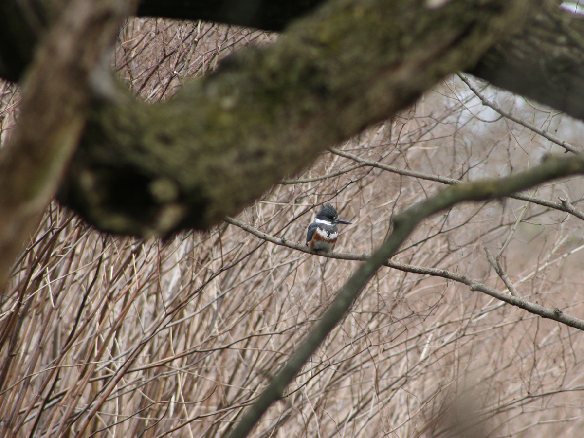 A belted kingfisher perched on a branch