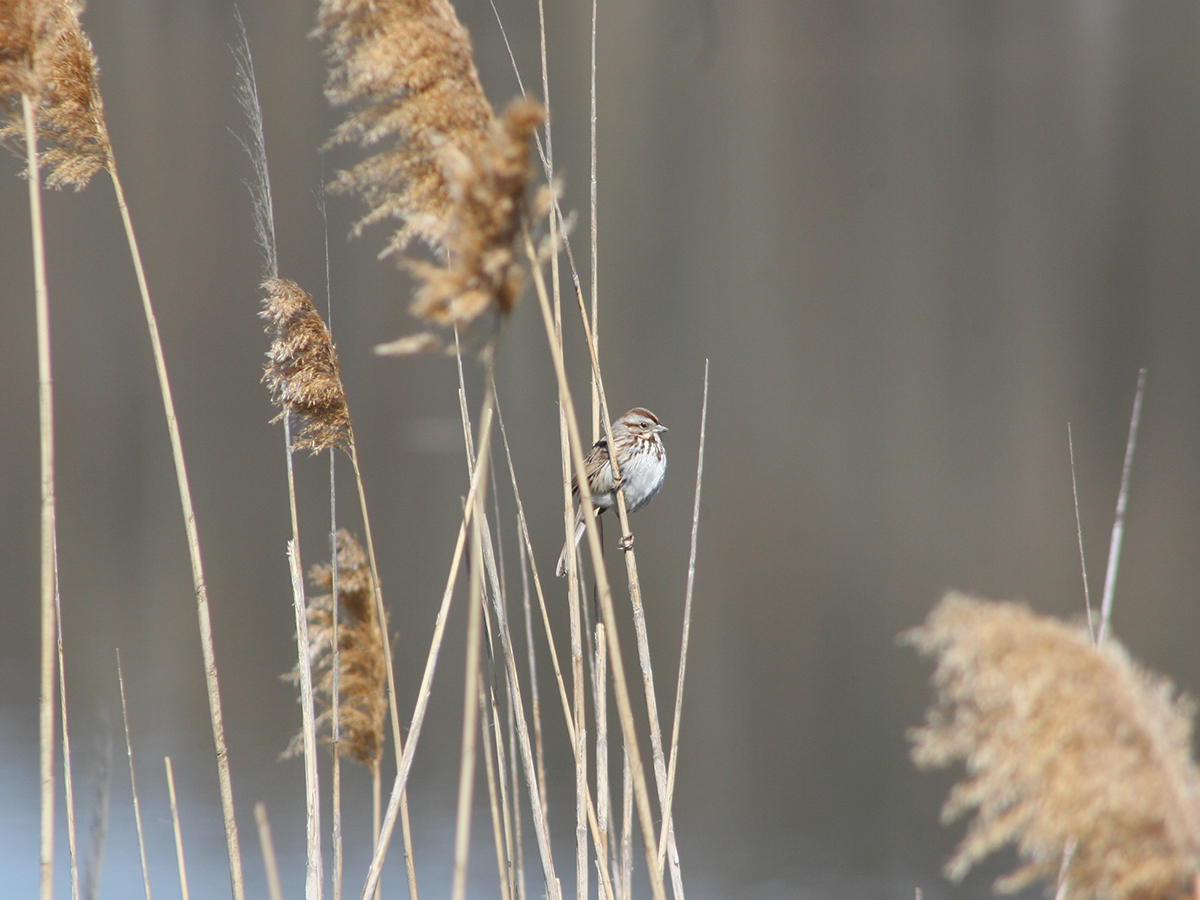 A song sparrow perched on the reeds.