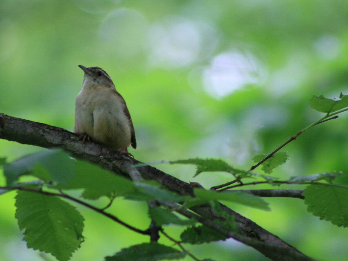 A Carolina wren sitting on a tree branch with green leaves in the background.