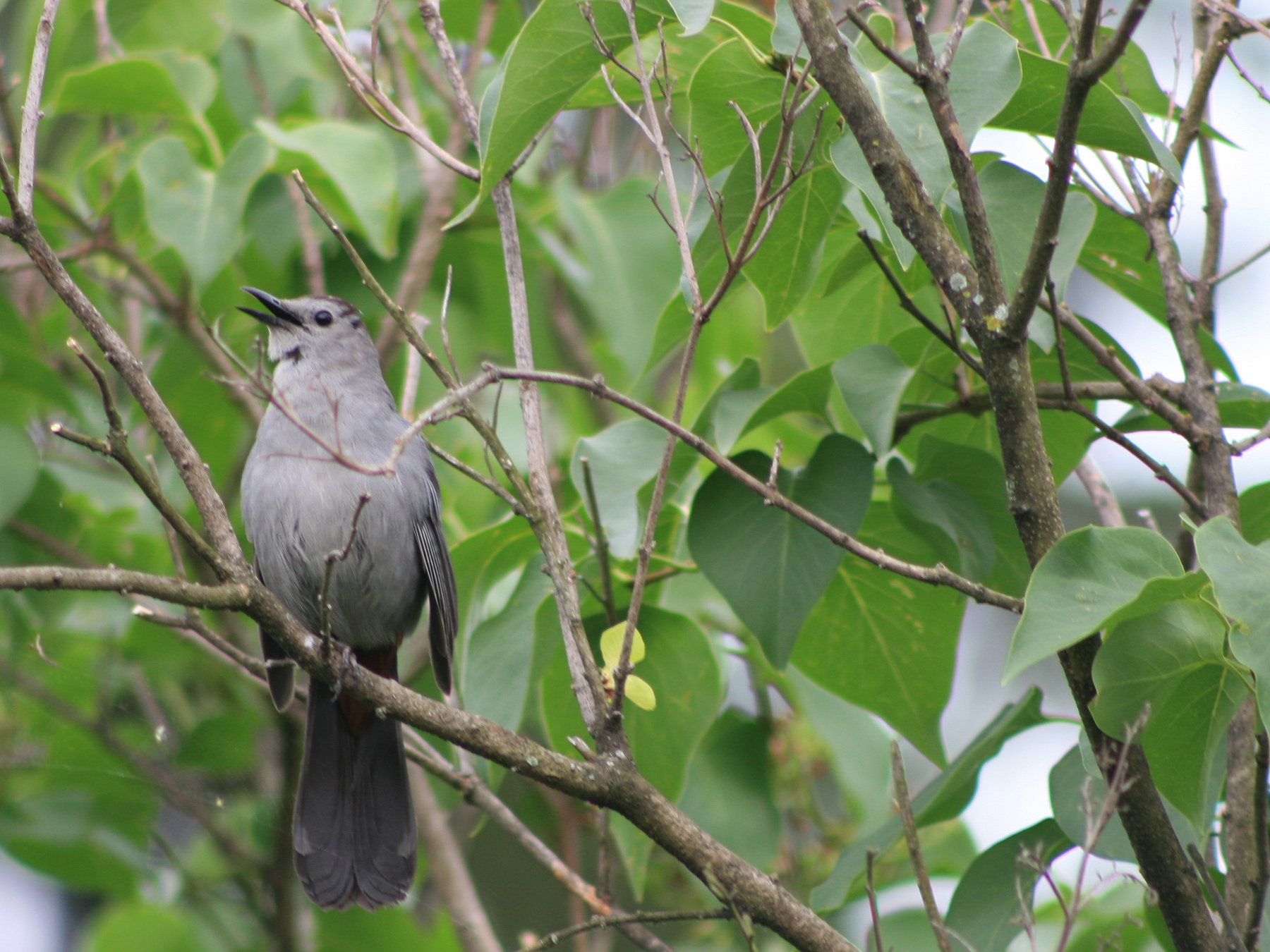 A gray catbird sitting in a branch..