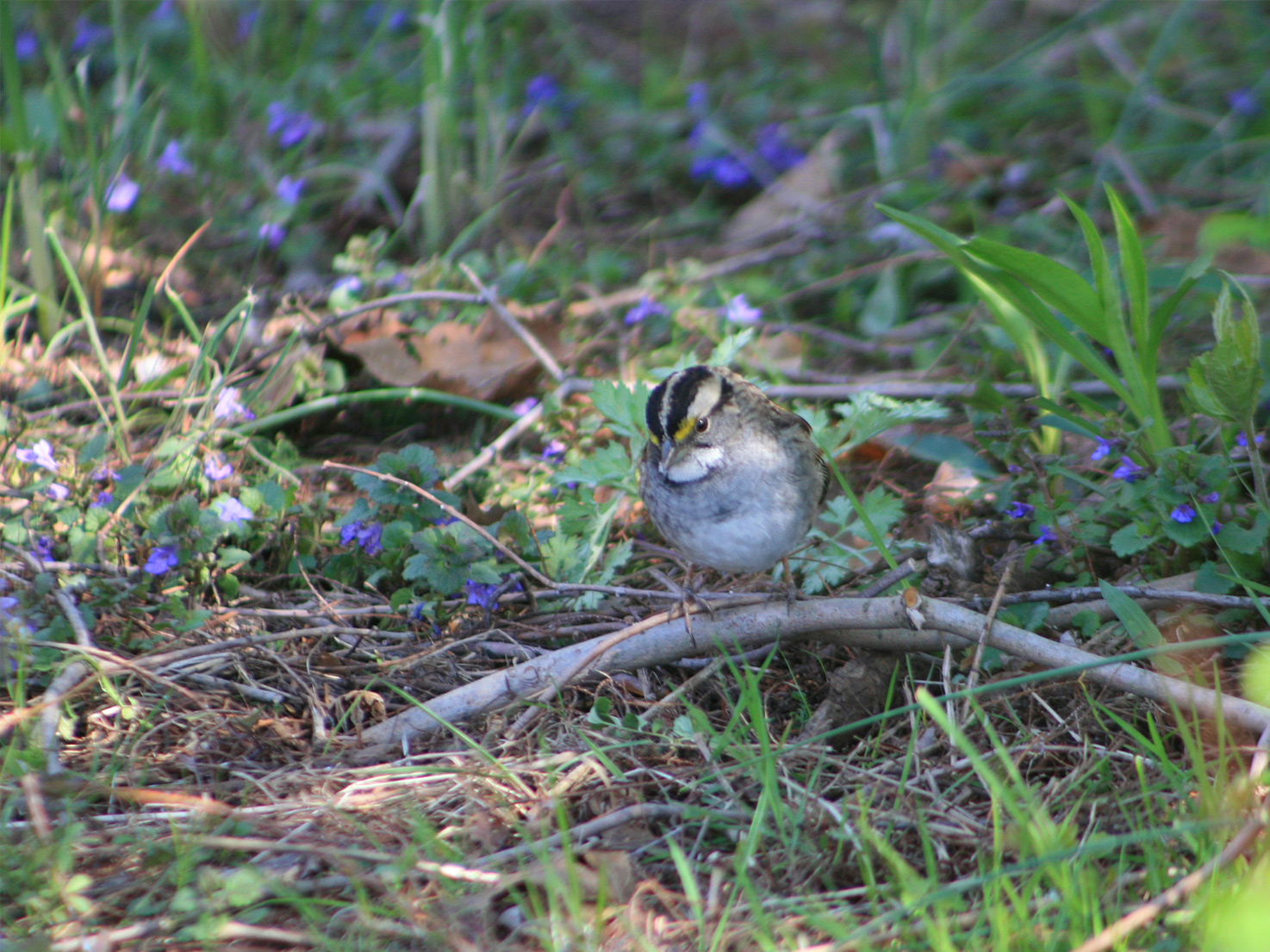 A small white throated sparrow on the ground among purple flowers